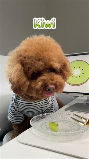 今日のマロン ビタミンたっぷり！キウイをパクリ 😋🐾Today's Maron Snacking on Vitamin-Rich Kiwi 😋🐾