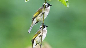 白頭鵯 Light-vented Bulbul