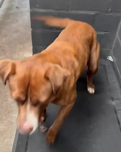 Rex is so excited when he gets to leave the kennels! If you can help this special boy into a home, he will be forever grateful 🥹 Foster or foster with the view to adopt, apply here: https://www.savour-life.com.au/adopt-a-dog/search-now/view/60352 | Desperate for Love Dog Pound Rescue
