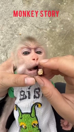 ❤️❤️ cartoon network monkey story 🌎