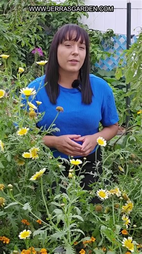 Discover the best methods for planting corn in your backyard garden! We share effective techniques for starting corn seeds indoors and direct sowing them for optimal germination and growth. Perfect for small gardeners looking to boost their corn harvest this season! Find seeds for Corn on my website. Learn more tips about cultivating your garden on my YouTube channel. #CornPlanting #GardeningTips #HomeGardening #BackyardGarden #GardeningHacks #SustainableGardening