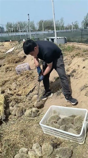 Moving Baby Hedgehogs at the Farm! 🦔 So Satisfying to Watch