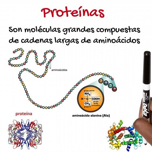 Las Macromoléculas Biológicas EN 1 MINUTO