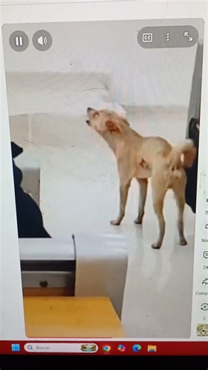 #l perro dando examen