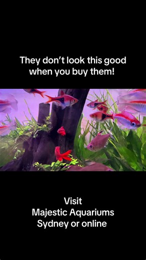 #tropical #community #fish #aquarium