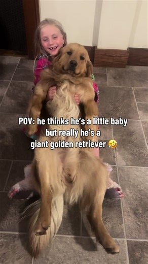 The Adorable Giant Golden Retriever Baby