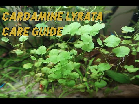 Cardamine Lyrata : Care Guide/Plant review