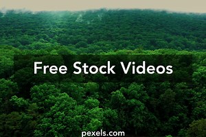 Homes In Forest Videos, Download The BEST Free 4k Stock Video Footage & Homes In Forest HD Video Clips
