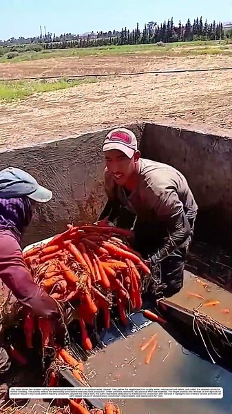 Carrot Washing: How Water and a Crate Transform the Harvest