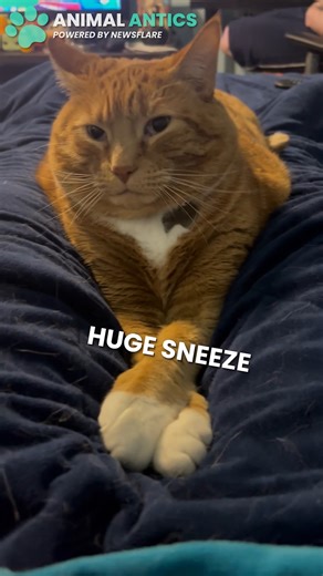 This cat was sleeping peacefully until the owner had the AUDACITY to sneeze like that 😠 | Animal Antics