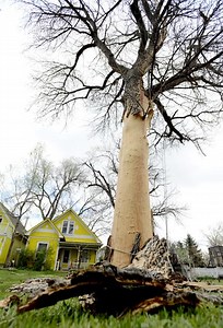Lightning strips bark from 100-year-old Colo. tree