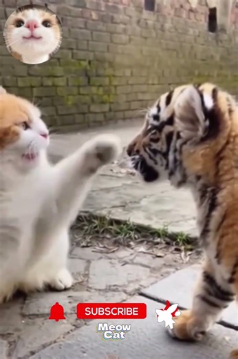 Cat Meow That Went Viral #Meow #CuteCat #CatShorts #FunnyCat #PetShorts #CatsOfYouTube