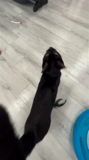 Welcome our new crazy cat Creighton to our Frisky Cat Cafe family!! #catcafe #friskycatcafe #smalllivesmatterkittenrescue #blackcatlove | Frisky Cat Cafe