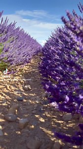La petite fleur qui bouleverse mon cœur. #lavande #video #photography | Provence encore Provence toujours
