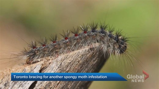 Southern Ontario bracing for another spongy moth outbreak