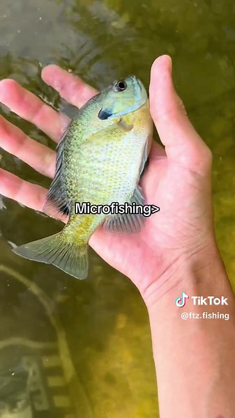 Exploring Microfishing Techniques and Tips