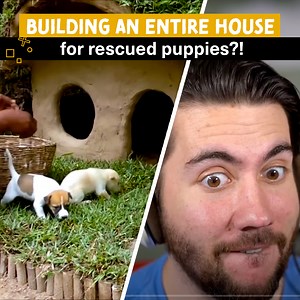 62K views · 1K reactions | The most satisfying puppy HOUSE build 朗 | LoverFella | Facebook