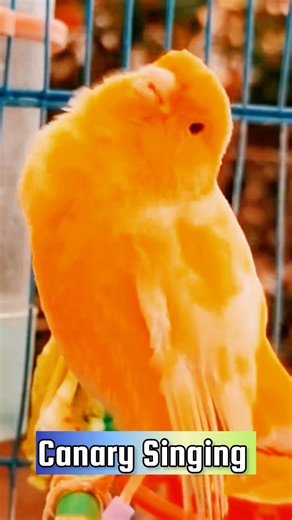 Canary Singing Training Video | Best Canary Singing | Canary Bird Sounds #galerikenariindonesia