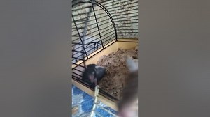 What are hamsters scared of?#shorts