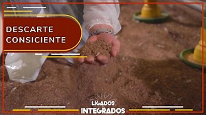 Saiba como reaproveitar a cama do aviário de forma rentável
