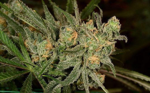 Tips for growing Pineapple Express cannabis