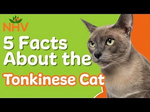 5 Things You Didn't Know About the Tonkinese Cat