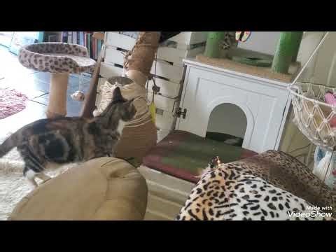 A Sunday tale/tail 🙀 from Cat tower