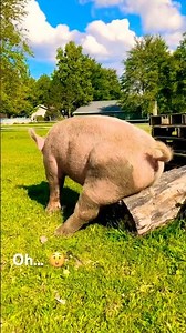 Happy Piglets Enjoying Life Shorts/@AnnimalBuddies-w2m # piglover
