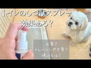 犬のトイレのしつけスプレーって効果あるの？トイレトレーニングも不要？【マルチーズ×ペキニーズ】