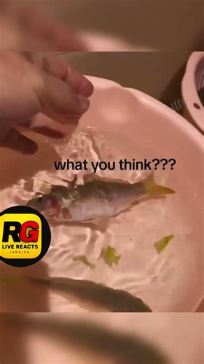 This Fish Is STILL Moving After Being Cut… 😳