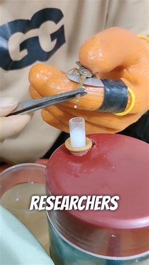 Why Is Scorpion Venom So Expensive? 🦂💰