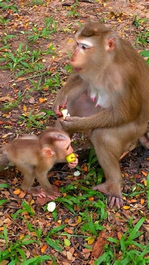 Monkey Reels on Reels