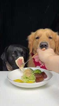 The Kitchen Saw Too Much Today. Golden and Labrador. Cute Pet Debut Plan