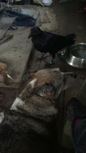 Dog and Raven learning to Love Each Other