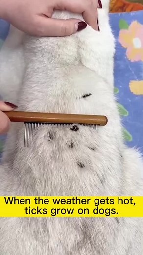 Effective Tick Removal Methods for Dogs