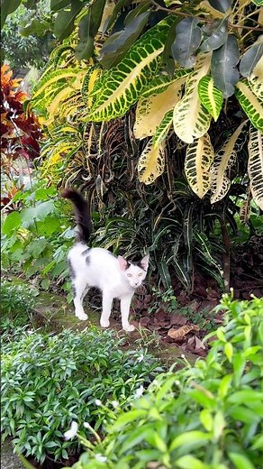 Cat meowing to attract Cat 🙀🐈 | Cat sound | Cat voice | Cat videos | Cat | Cats | Kittens | Meow