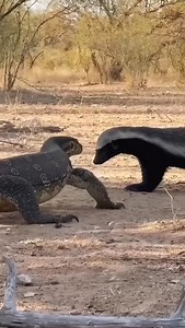 “Fearless Honey Badger vs Giant Monitor Lizard 😮” | Lalit Kumar