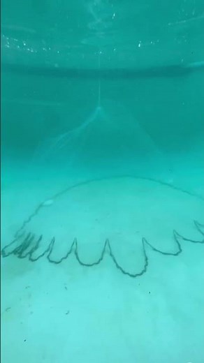 Cast net UNDERWATER!! #castnet #bait #fishing #florida