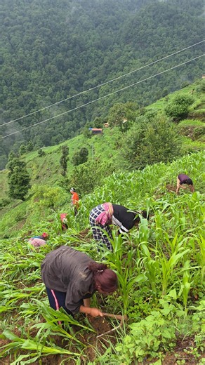 Traditional Corn Harvesting in the Himalayan Villages of Ancient Mountain Farming Life #villagelife