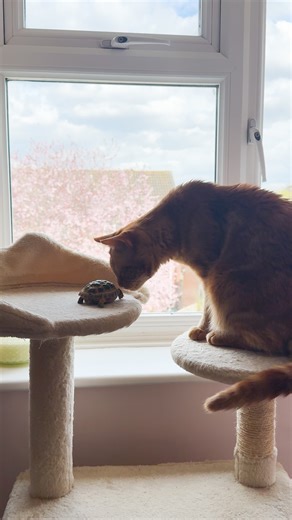 706K views · 10K reactions | He watched the tortoise get his first bath — and never left his side again 李 We talked to Georgia about Woody and Juno's adorable relationship, and how her spunky cat, Woody, calms right down when he's around Juno! Keep up with Woody and Juno on Instagram: https://thedo.do/junothetort | The Dodo | Facebook