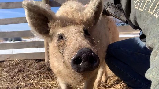 132K views · 9.9K reactions | Is there such a thing as a 'pig sheep'? Heck no. The Mangalitsa pig grows a thick, woolly coat similar to that of a sheep and originated from Hungary. We rescued two of them while filming the tv show for animal planet. All I can say is their names are CJ and Johnny :) | Barn Sanctuary | Facebook