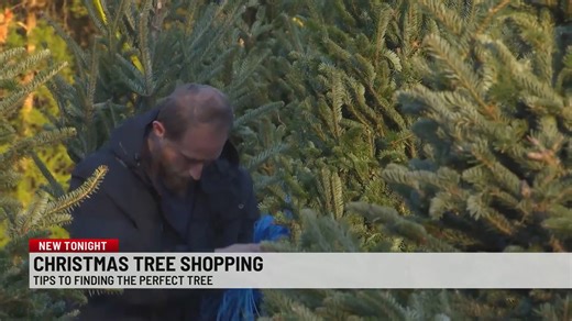 Shopping for a real Christmas tree this year? Here is what to expect