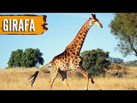 GIRAFA - O Animal Mais Alto da Terra!