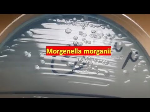Morgenella morganii Morphology on CLED agar Demonstration