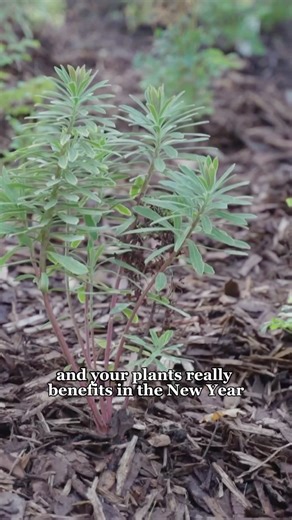 5.9K views · 47 reactions | One of the simplest ways to protect plants in winter is by applying mulch. It reduces water loss from the soil, it looks lovely and suppresses weeds. The Head Gardener of Hever Castle shares his top tips on winter mulching. #Mulching #WinterGardening | Country Living Magazine | Facebook
