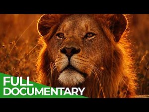 Africa’s Lion Kingdom | Free Documentary Nature