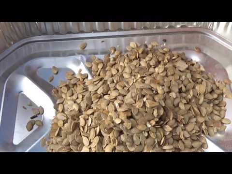 SQUASH SEED - EASY CLEANING HOW TO DO IT (OAG 2016)