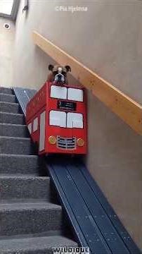 Dogs VIP Ride is Adorable 🐶❤️