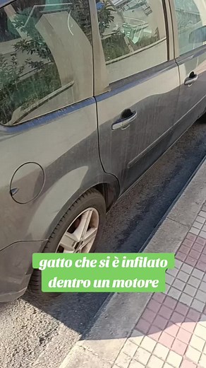 Gatto intrappolato nel motore di un'auto: salvataggio