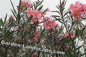 Rastline: Bolezni in škodljivci oleandra - Moj čudovit vrt | 2025